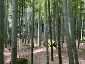 竹林